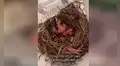 Encuentra pichones abandonados en nido, los cuida y les da un nuevo hogar