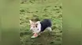 Joven conmueve al contar la tierna historia de su pequeño perro ciego que nadie quería adoptar [VIDEO]