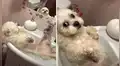 Graban el primer baño de un perro que tiene insólita reacción al tocar el agua con su cuerpo [VIDEO]