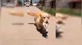 Perro encuentra a gato moribundo, lo lleva a su casa y lo cuida como si fuera su cachorro [VIDEO]