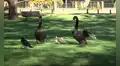 Cisnes se enfrentan a un hambriento cuervo que intentaba atacar a sus polluelos [VIDEO]