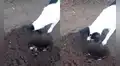 Perrita cava una tumba para enterrar a su cachorro fallecido y escena conmueve [VIDEO]