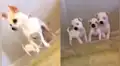 YouTube viral: perros se van de cabeza al intentar seguir a su madre por unas escaleras [VIDEO]