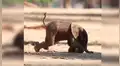 Captan a bebé elefante intentando dar sus primeros pasos y cautiva a miles [VIDEO] 
