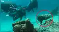 Buzos descubren extraña piedra en el mar, se asoman y criatura sufre sorprendente transformación [VIDEO] 