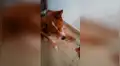 Joven pone a prueba la inteligencia de su perro y se sorprende con su increíble habilidad [VIDEO] 