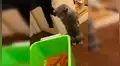 Gato intenta devorar los nuevos peces de su amo, pero su temor al agua se lo impide [VIDEO] 