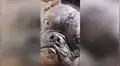 Creyó adoptar un perro pitbull, pero termina descubriendo su verdadera raza con el tiempo [VIDEO] 
