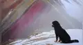 Conozca a ‘Doc’, el perro que lo guiará por la Montaña de los Siete Colores a cambio de cariño [FOTOS]