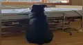 Facebook viral: perro espera en la cama de hospital a su dueño fallecido y conmueve al mundo [FOTOS]