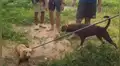 Perro busca ayuda para que rescaten a su compañera atascada en una alcantarilla [VIDEO]