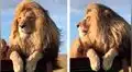 YouTube: león exhibe su gran melena y se cree estrella de televisión