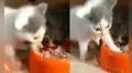Gato no quiere compartir su comida y aleja a ‘hermano’ de forma curiosa