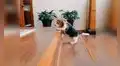 Joven encuentra a su perrito tratando de aprender a subir las escaleras [VIDEO]