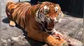 Joven se acerca a las rejas de furioso tigre para tomarse un selfie y este no lo tolera [VIDEO]