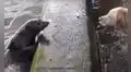 Dueño captó un tierno momento entre su perro y una foca que jugaban a las escondidas [VIDEO]