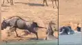 En YouTube, cocodrilo atacaba a ñu pero dos hipopótamos llegaron al rescate [VIDEO]