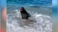 Extraña criatura sale del mar para atacar a bañistas y ellos hacen lo impensado para salvar su vida [VIDEO]