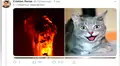 Twitter: Científico chileno enseña el 'carácter' de los volcanes usando gatos y la red 'delira' [FOTOS]