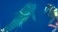 Valientes buzos rescatan a ballena envuelta en las redes de un pescador y final es inesperado [VIDEO]