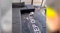 Hombre lanza lejos juguete de su perro, y este se venga de la peor forma [VIDEO]