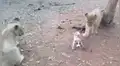 Perro se mete a santuario de leones y devora su comida frente a ellos [VIDEO]