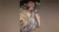 Chica deja a su gato al cuidado de su novio, sin imaginar que los encontraría en tierna escena [VIDEO]