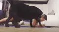 Intenta grabar su rutina de ejercicios y sus mascotas lo interrumpen arruinándole el momento [VIDEO]
