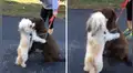 Perro tiene emotivo reencuentro con su ‘mejor amigo’ al que no veía por la cuarentena [VIDEO]