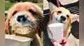 Conozca qué cadena de cafeterías tiene una bebida secreta para perros 