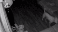 Osado perro queda al descubierto cuando su dueño revisa la cámara de seguridad [VIDEO]