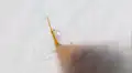 YouTube viral: captan en cámara lenta cómo actúa un aguijón de una hormiga al picar [VIDEO]
