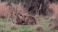 Jabalí interviene en pelea de pumas y ocurre algo totalmente inesperado [VIDEO]