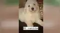 Pensó que había adoptado a cachorro french poodle y al poco tiempo descubrió su verdadera raza [VIDEO]