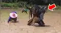Facebook viral:‘Depredador’ aparece cosechando arroz y causa furor entre campesinos [VIDEO] 