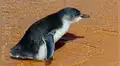 Indignación en Australia por leve condena a un hombre que apaleó a pingüinos hasta matarlos