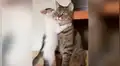Pequeño gato intenta llamar la atención de su madre con caricias, pero es rechazado [VIDEO] 