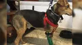 Joven de 19 años regala prótesis y sillas de ruedas que fabrica a perros amputados [FOTOS y VIDEO]