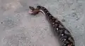 Joven se topa con serpiente salvaje y capta asqueroso momento en que regurgita a un gato entero [VIDEO]