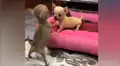 Deja solos a sus cachorros chihuahuas y al regresar los encuentra en una adorable escena [VIDEO]