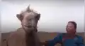 Camello atraviesa 100 kilómetros de desierto para reencontrarse con su dueño [VIDEO]