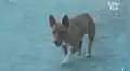 Perrita callejera recorre varias calles en busca de comida para sus cachorros recién nacidas [VIDEO] 