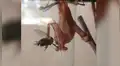 Mosca es devorada por cruel mantis religiosa y da a luz a varias larvas para que se salven del ataque [VIDEO]
