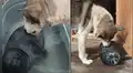 Perro ayuda a rescatar a una foca bebé que quedó huérfana y la cuida como a su cría [VIDEO]