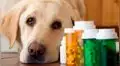 ¿Qué medicamentos pueden causarle la muerte a tu perro? 