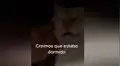 Creyó que su gato había muerto, se acerca y descubre que dormía profundamente [VIDEO]