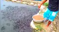 Arroja maíz a desolado lago y miles de voraces criaturas surgen para devorarlo [VIDEO]