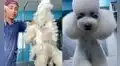 Veterinario le hace corte de pelo ‘estilo asiático’ a perrito poodle y el resultado sorprende en redes