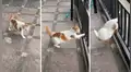 Gato intenta huir de la casa de su dueño, pero termina atascado entre los fierros [VIDEO]