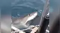 Turistas pasean en bote y voraz tiburón arremete bruscamente contra embarcación [VIDEO]